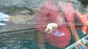 Белые медведи.часть 2.