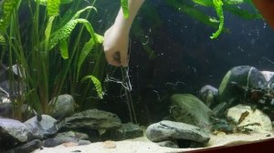 Растения и цихлиды. "Прополка" в малавийнике. Malawi Tank 540l