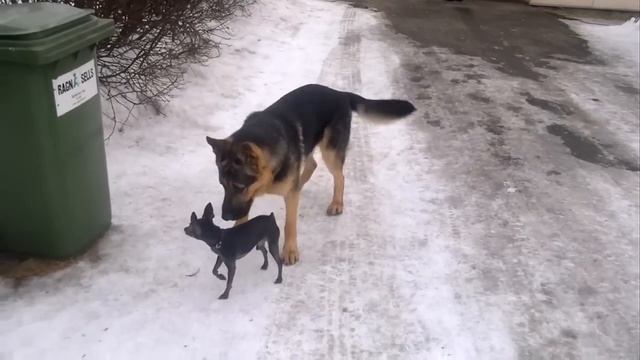Русский той-терьер в гостях у овчарке