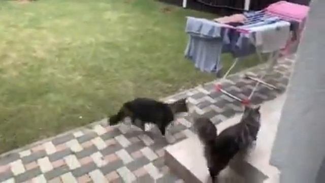Можно ли Мейн куна выпускать гулять во двор?