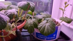 собрал семена гибрида огурца удивили! во первых они есть хотя гибрид партенокарпический