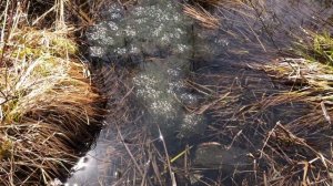 Exploring Vernal Pools | What are they? | Herping Paradise