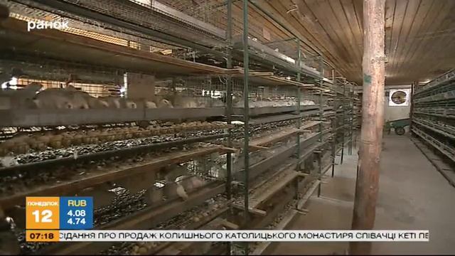 Перепелиный бизнес - Выгодно и вкусно
