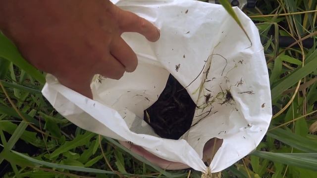 Креветки как всегда много! Проверяю старые ловчие места. Рыбалка в Амурском заливе.