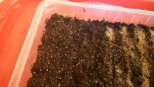 Лучший способ посева петунии на рассаду смотреть онлайн