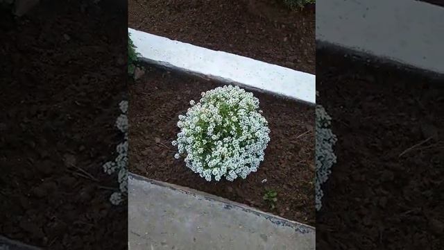 хризантема мультифлора смотреть онлайн