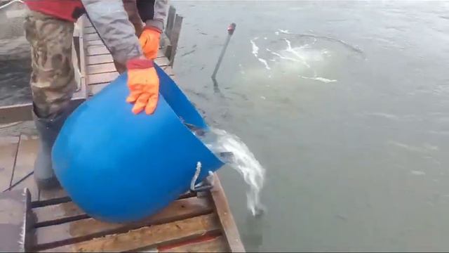 Утренний Запуск Форели