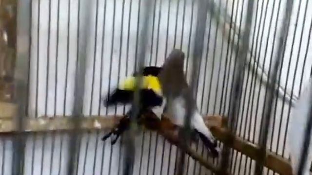 Щегол седоголовый, (Goldfinch) смотреть онлайн