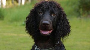 Все породы собак.Ирландский водяной спаниель(Irish Water Spaniel)