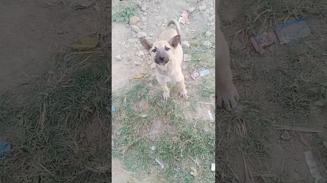 puppy,cute puppy,puppy videos,funny puppy,golden retriever puppy,cute puppy videos,funny puppy vide смотреть онлайн