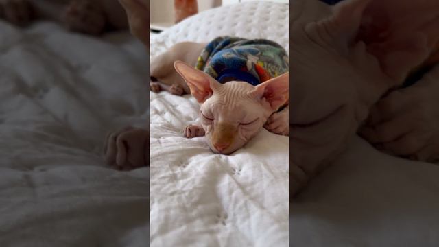 Шанти💘 #сфинкс #кошечка #котенок #киса #канадскийсфинкс #кошка