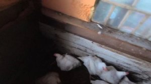 Выбираю петухов РедБро на племя