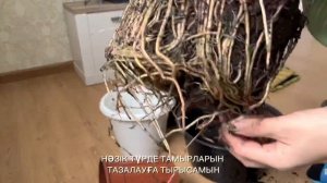 Спатифиллум Сенсация #спатифиллум #спатифиллумсенсация