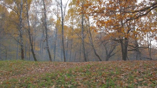 Осень туман