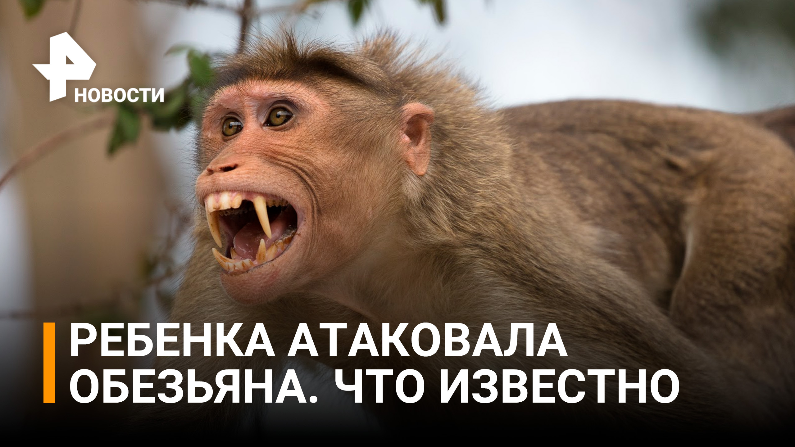 Что на данный момент известно о нападении обезьяны на двухлетнюю малышку под Москвой / РЕН Новости