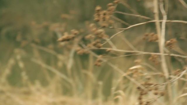 Никуша - "Не забуду" смотреть онлайн