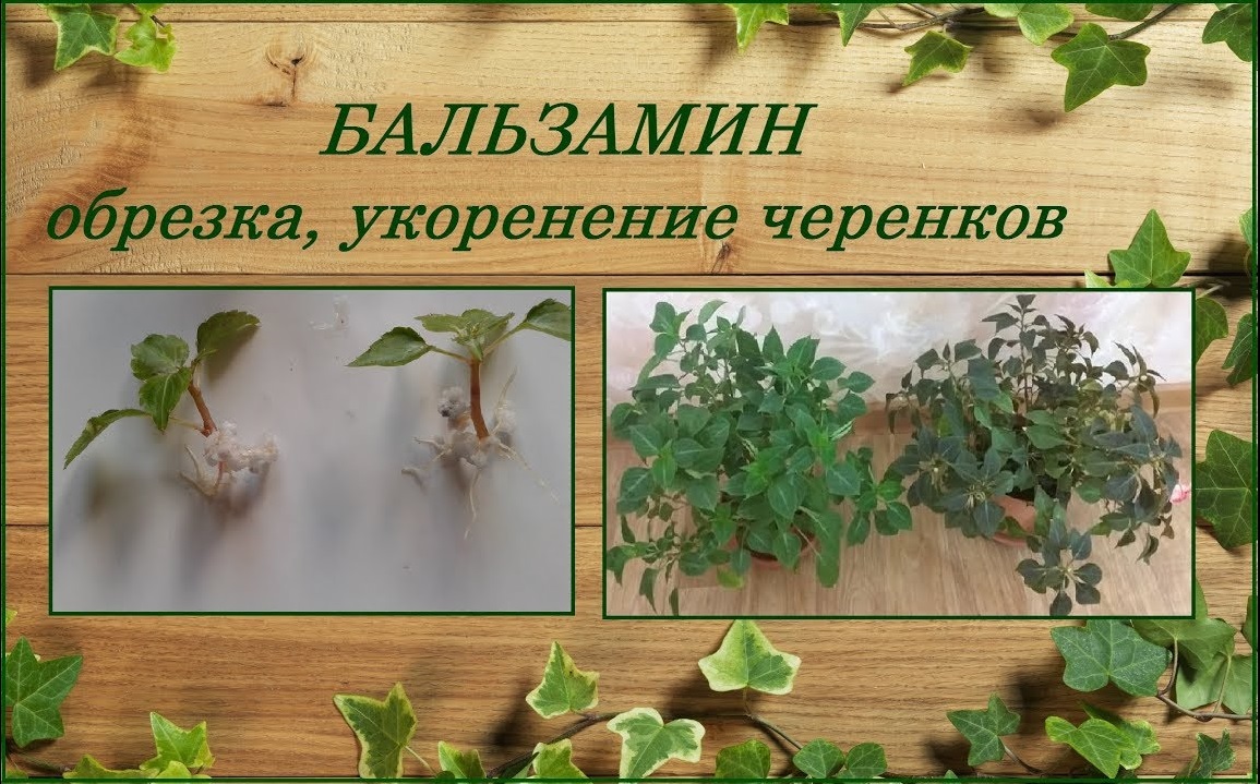 Бальзамин Уоллера весенняя обрезка, укоренение черенков