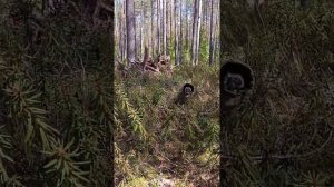 за багульником для бани