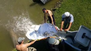 запуск щуки 28.06 в Главный пруд