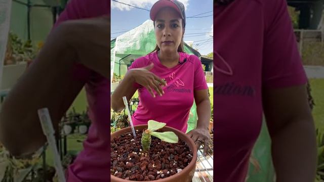 Acompáñame a decapitar suculentas 🌵 смотреть онлайн