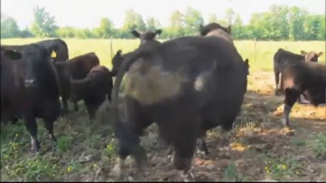 The Good Life: Cattle Ranch смотреть онлайн