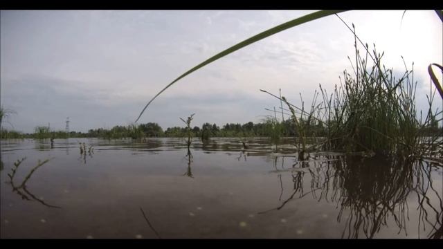 ASMR для сна: пение птиц. Деревня, лето. смотреть онлайн
