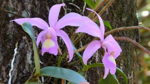 Cattleya nobilior, Orvhids on trees, Colors of nature, Flora,