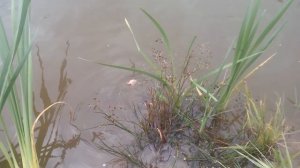 Кормление рыбы в дачном пруду. Конец сезона.