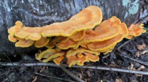 Laetiporus sulphureus (Трутовик серно-жёлтый, Chicken of the woods), September 15, 2020