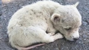 На обочине дороги была найдена маленькая собачка в очень плохом состоянии