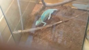 Хамелеон откладывает яйца