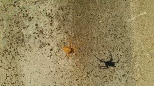 Крестовик за работой, 20-окт-2023