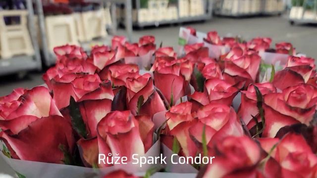 Růže Spark Condor - Florea смотреть онлайн