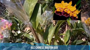 LINDA ORQUÍDEA DE FLOR GRANDE BLC CHINESE BOUTON DOOR