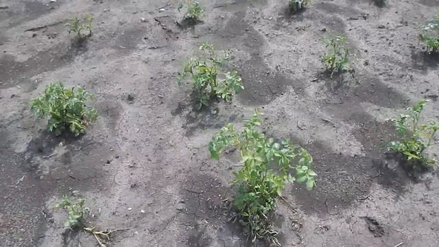 Боремся с колорадским жуком. Что лучше: "Корадо" или "Алатар"?