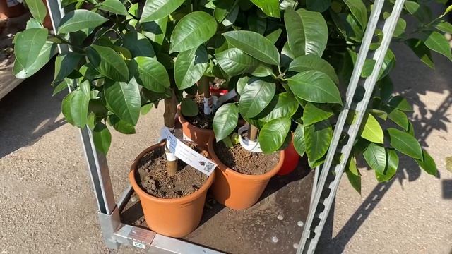 Краткий обзор 21.08 часть 2 смотреть онлайн