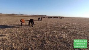Самое длинное видео.|Табунное коневодство.| Новый сезон для Жеребца Суффикса.