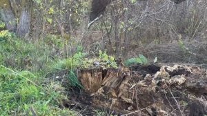 Расчистка участка от молодой поросли с помощью экскаватора