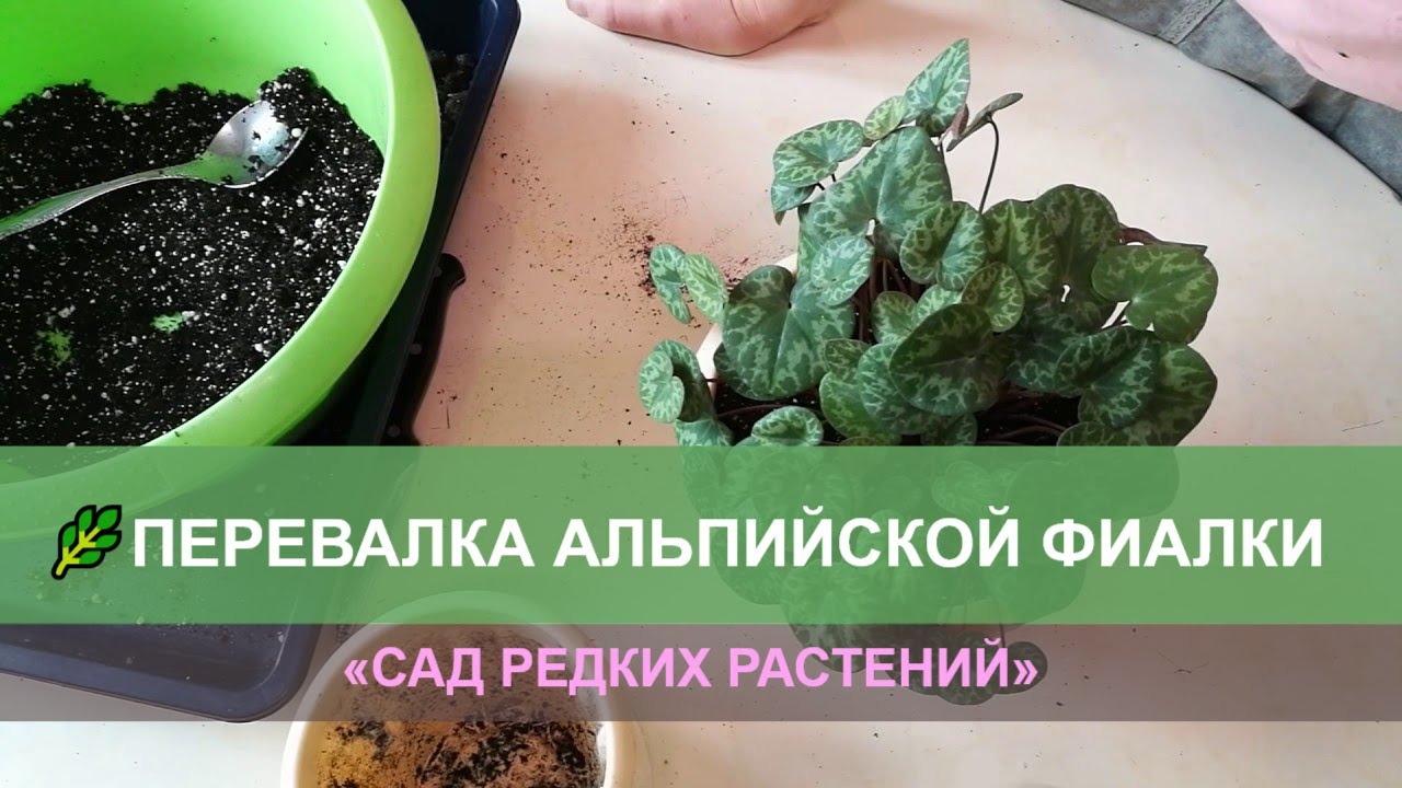 Перевалка альпийской фиалки, часть 1 (европейский цикламен)