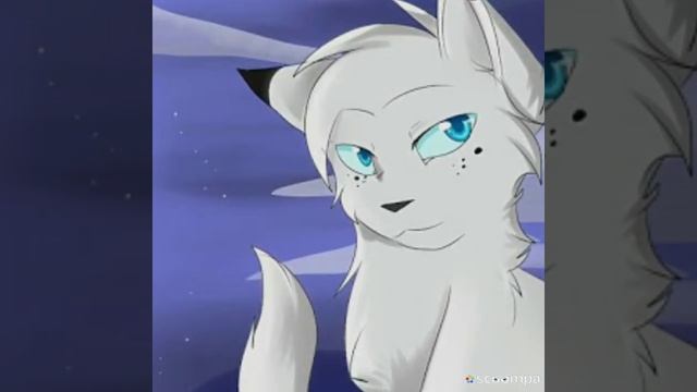 Коты Воители. И всё же на последок нужно снять видео. смотреть онлайн