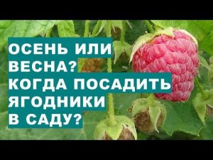 Когда лучше сажать ягодные кустарники: малину, смородину, ежевику, крыжовник? Весной или осенью?