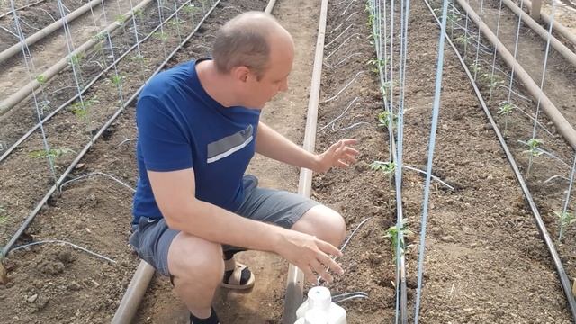 Инновационная защита томатов от комплекса вредителей одним препаратом!