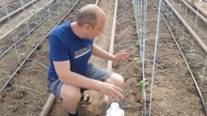 Инновационная защита томатов от комплекса вредителей одним препаратом!