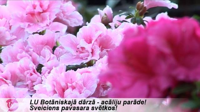 LU Botāniskajā dārzā acāliju parāde смотреть онлайн