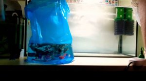 Запуск новых рыбок в новый аквариум