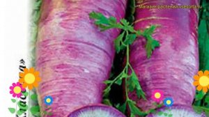Дайкон Пурпурный самурай (Дайкон). Краткий обзор, описание характеристик, где купить семена raphanu