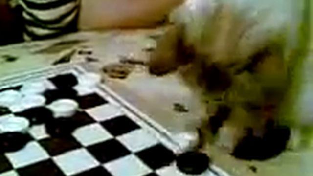 кошка играет в шашки смотреть онлайн