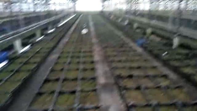 Тюльпаны оптом от производителя 2018 Москва Московская область смотреть онлайн