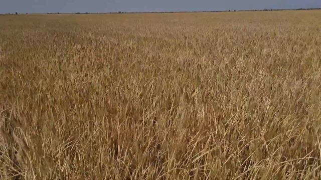 Уборка канадского ячменя. Двуручка Marshal без удобрений после подсолнечника смотреть онлайн