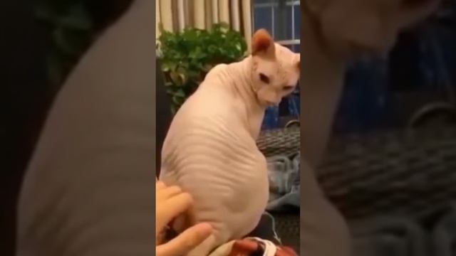 _Scratching the back of a sphinx cat #Shorts ?.